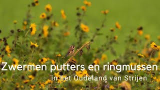 Zwermen putters en ringmussen in het Oudeland van Strijen 793 [upl. by Hughett]