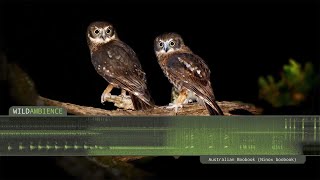 Southern Boobook  Owl Calls and Sounds [upl. by Ravi]