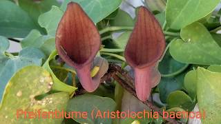 Aristolochia baetica Pfeifenblume AristolochiaBaetica Flower Blüte Trichter Kelch [upl. by Oilisab]