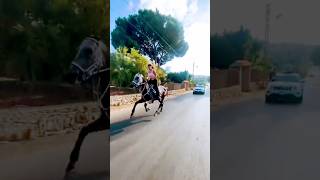 horse and car race  horse riding shorts horse youtubeshorts horseriding youtube [upl. by Adiarf662]