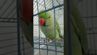 ye mithu talking parrot birds cute [upl. by Eldrida]