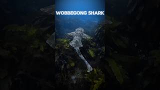 Wobbegong Shark science facts shark animals [upl. by Gerlac]