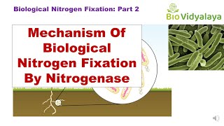 Biological Nitrogen Fixation Part 2  Mechanism of Nitrogen Fixation by Nitrogenase  CSIR NET [upl. by Clarie726]