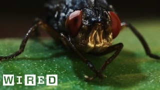 This Is a Botfly Its Horrific Larvae Grow and Feed in Human Flesh  Absurd Creatures [upl. by Geffner591]