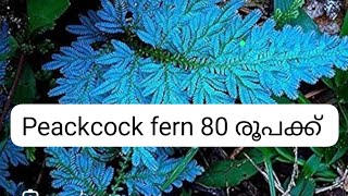 peakcock fern 80 onlypeackcock fern propagationplease subscribe🙏 9633567966 [upl. by Rustin]