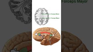 Sustancia blanca cerebral CUERPO CALLOSO  Neuroanatomía [upl. by Othella]