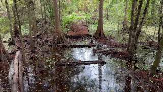 Barataria Preserve Jean Lafitte National Historical Park 2024 Ring Levee Trail [upl. by Sirej490]