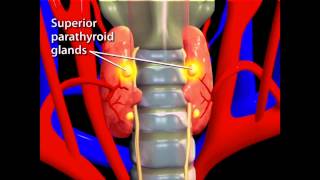 Thyroid Animation [upl. by Dnomyaw]