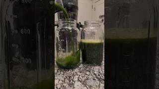 Liquid chlorophyll part 2 juice greenjuice juicerecipe selfcare selflove [upl. by Lenes]