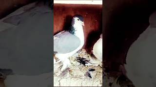 azadpigeonloverkhanchenal pigeon birds pigeonpigeon [upl. by Halverson]