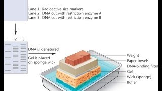 Southern Blotting overview [upl. by Lias]