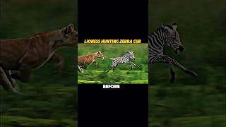 Lion vs zebra trending animals wildlife shorts lion zebra [upl. by Euqinor]