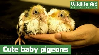 Baby pigeons rescued from sure death [upl. by Weigle]