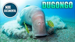 Dugongo mini documental [upl. by Nelie439]