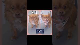 🧡 🐾 Roucky 🐾 🧡 toilettage puppy chien cute dog doglover grooming chihuahua [upl. by Occor]