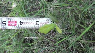 Live Oak Tree seedlings at 1 and 8 months age [upl. by Quirk]