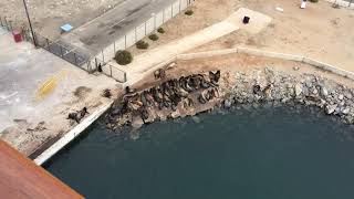 California Sea Lions Ensenada Carnival Miracle Dec 2021 [upl. by Sihon]