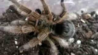 Tarantula Feeding Video 25  Best yet [upl. by Cilo79]