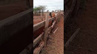 Vaccinating boran cattle against Foot and mouth Disease FMD [upl. by Weitzman161]