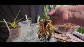 Potting up Cattleya Orchids with Orchid Supply Store supplies [upl. by Regan]