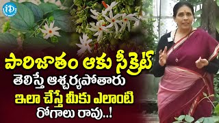 Health Benefits of Parijatham Leafs in Telugu Arunayoga [upl. by Annaillil]