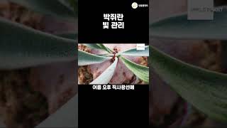 생각보다 빛을 좋아는 박쥐란 🌿 빛 관리 이렇게 해보세요 공기정화식물 식물키우기 garden 엉클플랜트 [upl. by Oicafinob]