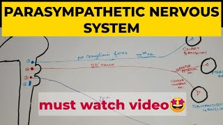 ANS  2  Parasympathetic Nervous System [upl. by Luckett]