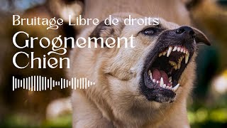 Grognement de Chien  Bruitage Libre de Droit [upl. by Llerol]