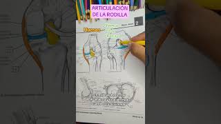 👉 Articulación de la Rodilla anatomy anatomiahumana sabiasque anatomia anatomiafacil tips [upl. by Ute354]