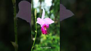 Little Branded Swift  Pelopidas agna  හිච්චි තුරිතයා butterfly wildlife insects Hesperiidae [upl. by Learrsi]