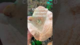 COGUMELO SILVESTRE Lactário Delicioso [upl. by Ode]