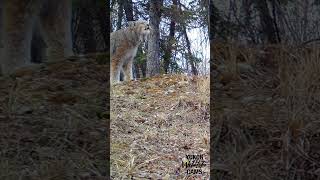 Yukon wildlife Caterwauling Canada lynx [upl. by Anilegna]