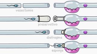 Como os métodos contraceptivos funcionam  Minuto da Terra [upl. by Eelah]