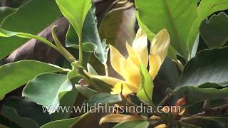 Sampige Magnolia champaca or Joy Perfume Tree  A medicinal tree [upl. by Brie938]