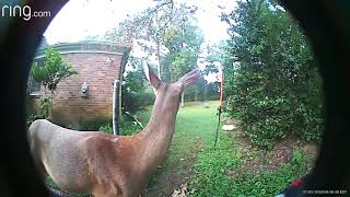 Whitetailed deer chewing cud [upl. by Resay]