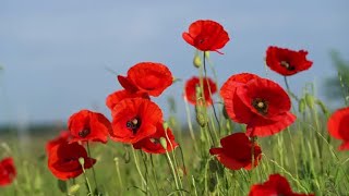 Loanhead Parish Church Remembrance Sunday 2024 [upl. by Pearce]