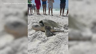 Beachgoers watch Kemps Ridley sea turtle lay nest in Destin [upl. by Meelak693]