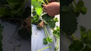 Pruning strawberry stolons Strawberry Strawberry🍓 Strawberry planting Planting tips satisfying [upl. by Eelyrehc]