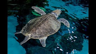 The Florida Aquarium in Tampa has a new Kemps ridley sea turtle exhibit [upl. by Luapleahcim]