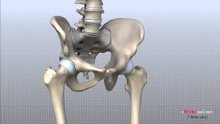 Hip Anatomy Animated Tutorial [upl. by Hsaka]