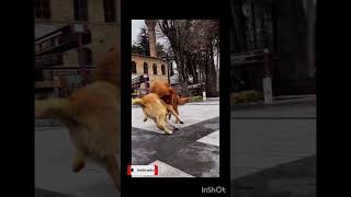 Dog video dog sound barking sound shorts [upl. by Frierson]