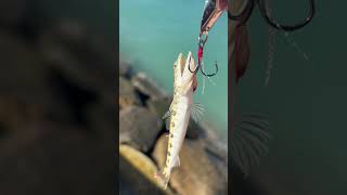 Little lizardfish hit da spoon hawaii fishing [upl. by Ogirdor287]