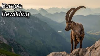 4 EUROPEAN REWILDING PROJECTS  Bringing The Wild Back Europe [upl. by Marrilee]