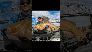 Hauling in that 41 inch flathead kayakfishing kayakcatfishing nucanoe catchthefever gopro [upl. by Wilburt824]