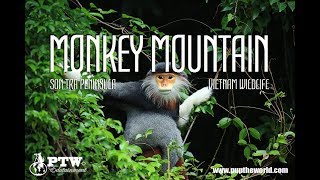 Monkey Mountain – Son Tra Peninsula Vietnam  Wildlife  Endangered Red Shanked Douc Langur [upl. by Aneerol500]