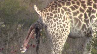 Incredible Giraffe giving birth in the wild [upl. by Chaffin]