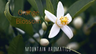 Orange Blossom Accord  How To Make Perfume  Mountain Aromatics [upl. by Nerehs]