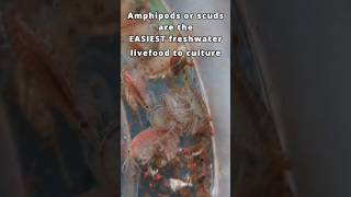 Breed amphipods in your planted tank the easiest freshwater live food 🦐🐟 shorts aquarium [upl. by Ahseyn]