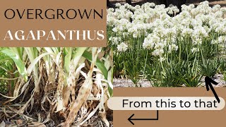 How to divide and replant overgrown feral Standard Agapanthus plants at Littlewood Agapanthus Farm [upl. by Nagel826]