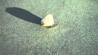 Pumice The Floating Rock Found at Jupiter Beach [upl. by Atilam499]